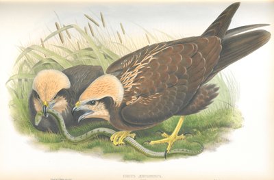 Illustration of Circus Aeruginosus (Marsh-Harrier), drawing by John Gould, from The Birds of Great Britain by John Gould